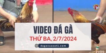 Video Đá Gà Thomo Ngày 2/7/2024 (CPC3/ CPC1)
