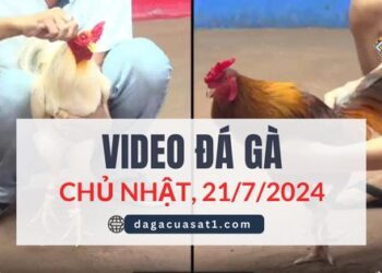 Clip Đá Gà Campuchia ngày 21/7/2024 (CPC2/CPC3)