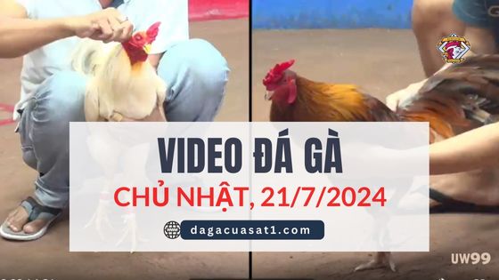 Clip Đá Gà Campuchia ngày 21/7/2024 (CPC2/CPC3)
