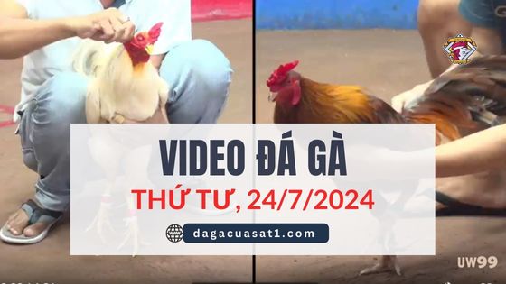 Clip Đá Gà Campuchia ngày 24/7/2024 (CPC2/CPC3)
