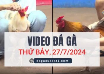 Video Đá Gà Thomo Ngày 27/7/2024 (CPC3/ CPC1)