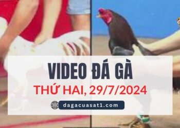 Video Đá Gà Thomo Ngày 29/7/2024 (CPC3/ CPC1)