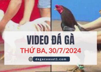 Video Đá Gà Thomo Ngày 30/7/2024 (CPC3/ CPC1)