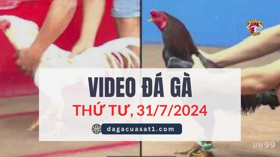 Clip Đá Gà Campuchia ngày 31/7/2024 (CPC2/CPC3)