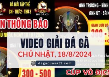 Full Giải Đá Gà Vô Địch Cup Thomo Campuchia ngày 18/8/2024 (CPC2/CPC3)