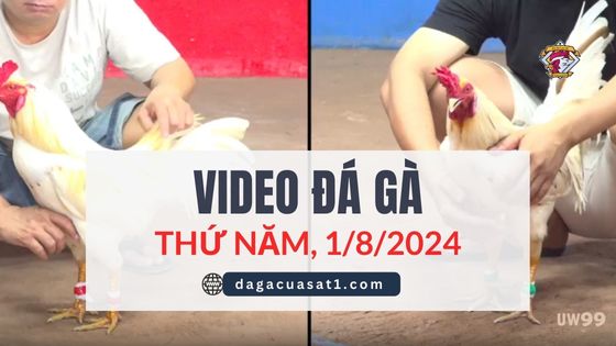 Video Đá Gà Thomo Ngày 1/8/2024 (CPC3/ CPC1)