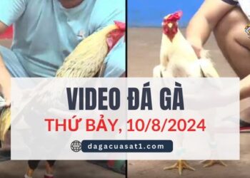 Video Đá Gà Thomo Ngày 10/8/2024 (CPC3/ CPC1)