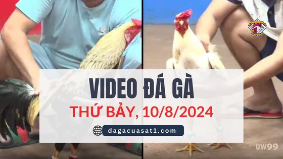Video Đá Gà Thomo Ngày 10/8/2024 (CPC3/ CPC1)