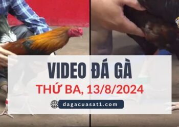 Video Đá Gà Thomo Ngày 13/8/2024 (CPC3/ CPC1)