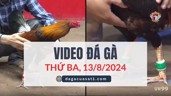 Video Đá Gà Thomo Ngày 13/8/2024 (CPC3/ CPC1)