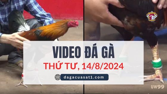 Clip Đá Gà Campuchia ngày 14/8/2024 (CPC2/CPC3)