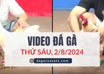 Clip Đá Gà Campuchia ngày 2/8/2024 (CPC2/CPC3)