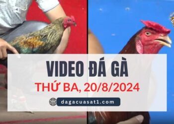 Video Đá Gà Thomo Ngày 20/8/2024 (CPC3/ CPC1)