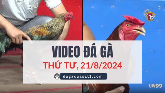 Clip Đá Gà Campuchia ngày 21/8/2024 (CPC2/CPC3)