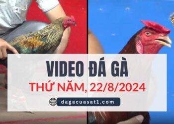 Video Đá Gà Thomo Ngày 22/8/2024 (CPC3/ CPC1)