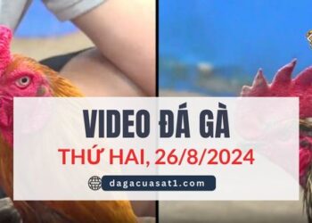 Video Đá Gà Thomo Ngày 26/8/2024 (CPC3/ CPC1)