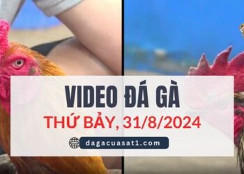 Video Đá Gà Thomo Ngày 31/8/2024 (CPC3/ CPC1)