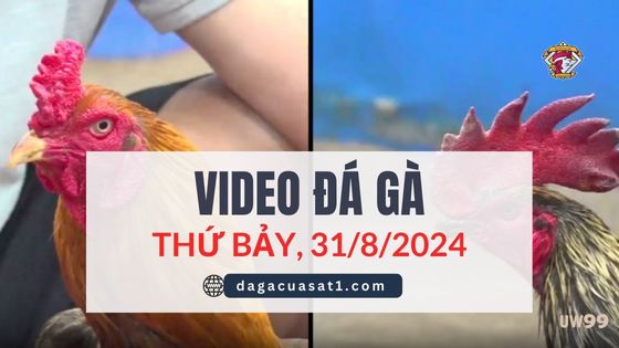 Video Đá Gà Thomo Ngày 31/8/2024 (CPC3/ CPC1)