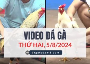 Video Đá Gà Thomo Ngày 5/8/2024 (CPC3/ CPC1)