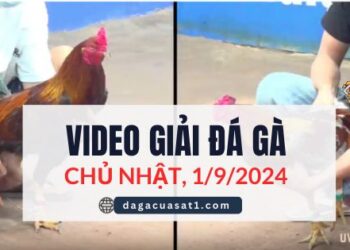 Clip Đá Gà Campuchia ngày 1/9/2024 (CPC2/CPC3)