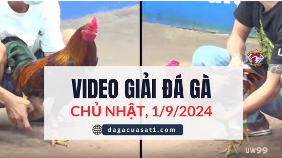 Clip Đá Gà Campuchia ngày 1/9/2024 (CPC2/CPC3)