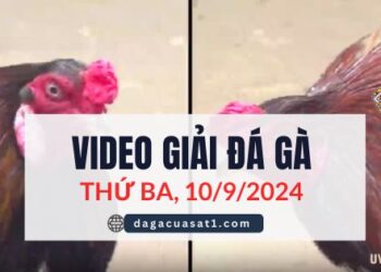 Video Đá Gà Thomo Ngày 10/9/2024 (CPC3/ CPC1)