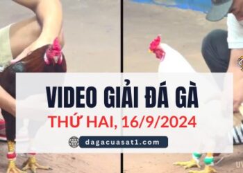 Video Đá Gà Thomo Ngày 16/9/2024 (CPC3/ CPC1)