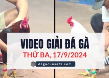 Video Đá Gà Thomo Ngày 17/9/2024 (CPC3/ CPC1)