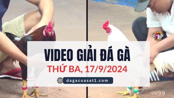 Video Đá Gà Thomo Ngày 17/9/2024 (CPC3/ CPC1)