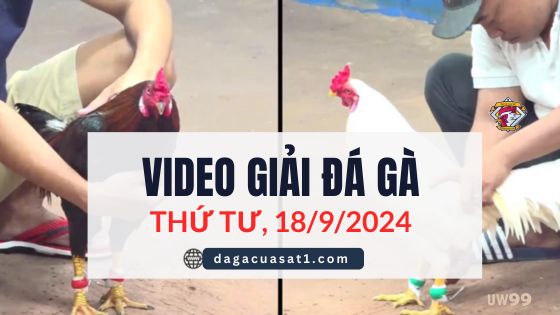 Clip Đá Gà Campuchia Ngày 18/9/2024 (CPC2/CPC3)