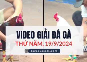 Video Đá Gà Thomo Ngày 19/9/2024 (CPC3/ CPC1)
