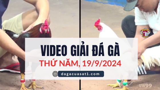Video Đá Gà Thomo Ngày 19/9/2024 (CPC3/ CPC1)
