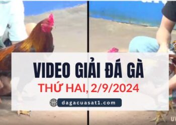 Video Đá Gà Thomo Ngày 2/9/2024 (CPC3/ CPC1)