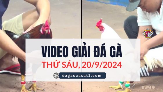 Clip Đá Gà Campuchia Ngày 20/9/2024 (CPC2/CPC3)
