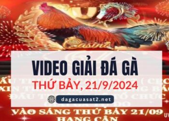 Video Đá Gà Thomo Giải 21/9/2024 (CPC3/ CPC1)