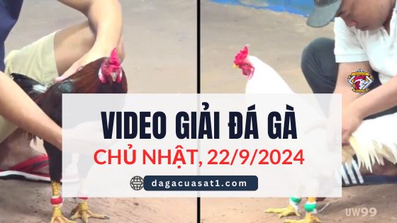 Clip Đá Gà Campuchia Ngày 22/9/2024 (CPC2/CPC3)