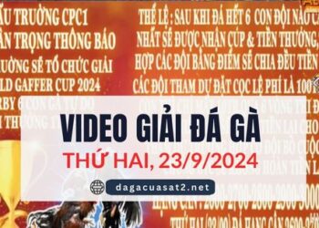 Video đá gà Thomo giải Derby 23/9/2024 (CPC1 & CPC3)