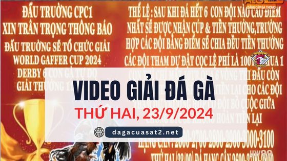 Video đá gà Thomo giải Derby 23/9/2024 (CPC1 & CPC3)