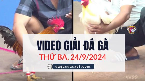 Video Đá Gà Thomo Ngày 24/9/2024 (CPC3/ CPC1)