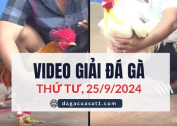Clip Đá Gà Campuchia Ngày 25/9/2024 (CPC2/CPC3)
