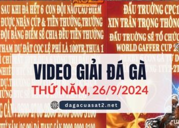 Video đá gà Giải Derby 6 con gà tự do Thomo 26/9/2024 ( CPC1 và CPC3)