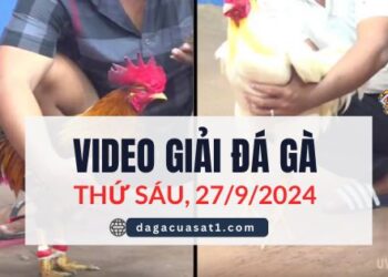 Clip Đá Gà Campuchia Ngày 27/9/2024 (CPC2/CPC3)