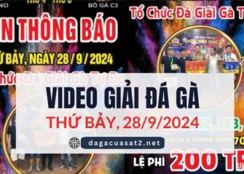 Video Đá Gà Thomo Ngày 28/9/2024 (CPC3/ CPC5)