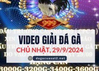 Clip Đá Gà Campuchia Ngày 29/9/2024 (CPC2/CPC3)