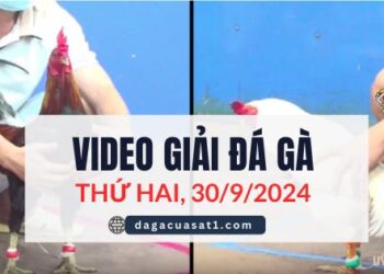 Video Đá Gà Thomo Ngày 30/9/2024 (CPC3/ CPC1)