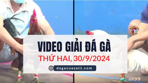 Video Đá Gà Thomo Ngày 30/9/2024 (CPC3/ CPC1)
