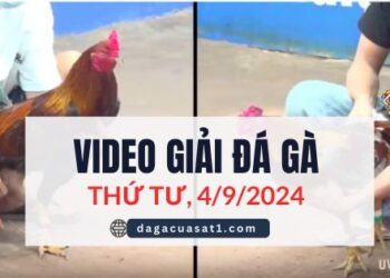 Clip Đá Gà Campuchia ngày 4/9/2024 (CPC2/CPC3)