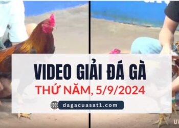 Video Đá Gà Thomo Ngày 5/9/2024 (CPC3/ CPC1)