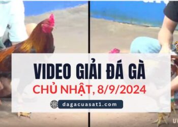 Clip Đá Gà Campuchia ngày 8/9/2024 (CPC2/CPC3)