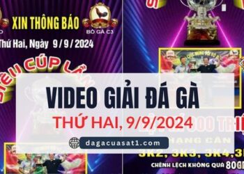Trực tiếp Giải đá gà siêu cúp lần 2 Ngày 9/9/2024 (CPC3/ CPC1)
